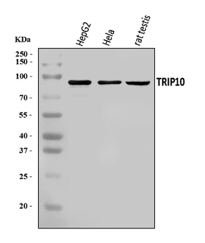 Cip4/TRIP10 Antibody