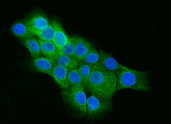 Anti-Cip4/TRIP10 Antibody