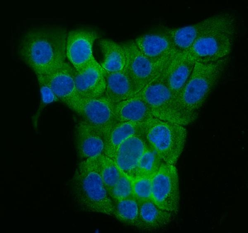 Anti-TUBGCP2 Antibody