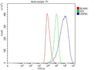 Anti-USP9X Antibody