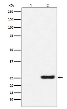 GST-Tag Mouse Monoclonal Antibody