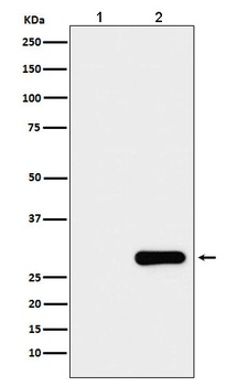 GFP-Tag Mouse Monoclonal Antibody