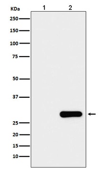 Anti-GFP-Tag Mouse Monoclonal Antibody