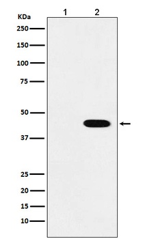 Anti-Flag-Tag Mouse Monoclonal Antibody