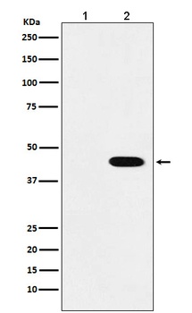 Flag-Tag Mouse Monoclonal Antibody