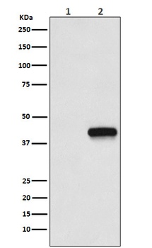 Anti-Flag-Tag Mouse Monoclonal Antibody