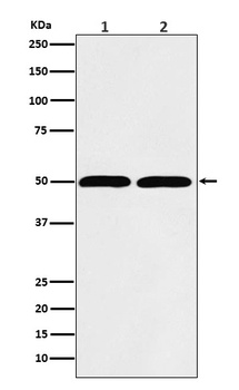 Anti-beta Tubulin Rabbit Monoclonal Antibody