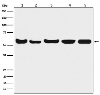 Akt(pan) 1/2/3 Rabbit Monoclonal Antibody