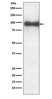 Anti-TrkB Rabbit Monoclonal Antibody