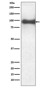 TrkB Rabbit Monoclonal Antibody