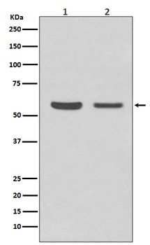 AKT1/2 Rabbit Monoclonal Antibody