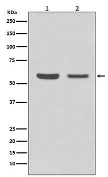 Anti-AKT1/2 Rabbit Monoclonal Antibody