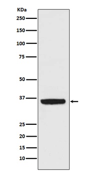 Anti-APE1 Rabbit Monoclonal Antibody