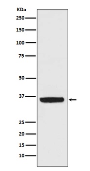 APE1 Rabbit Monoclonal Antibody