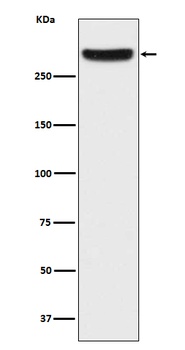 Anti-IP3 Receptor Rabbit Monoclonal Antibody