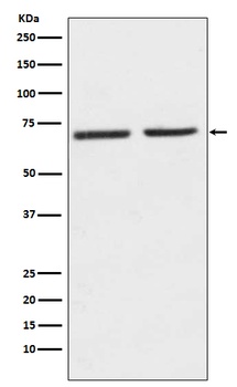 5HT2C Receptor Rabbit Monoclonal Antibody