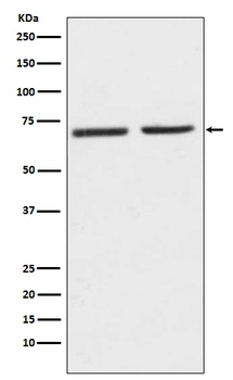 Anti-5HT2C Receptor Rabbit Monoclonal Antibody