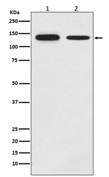Anti-Growth hormone receptor Rabbit Monoclonal Antibody