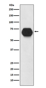 CD55 Rabbit Monoclonal Antibody