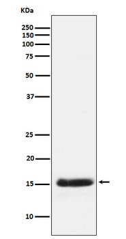 Anti-PLGF Rabbit Monoclonal Antibody