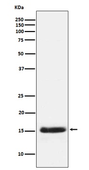 PLGF Rabbit Monoclonal Antibody