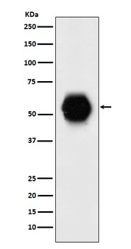 Anti-Gata6 Rabbit Monoclonal Antibody