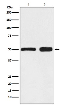 Anti-Ephrin B2 Rabbit Monoclonal Antibody
