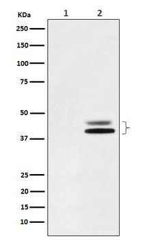 Phospho-ERK1 (T202) + ERK2 (T185) Rabbit Monoclonal Antibody