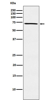 Anti-MELK Rabbit Monoclonal Antibody