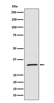 Anti-UCP1+UCP3 Rabbit Monoclonal Antibody