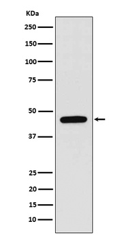 Anti-WIPI1 Rabbit Monoclonal Antibody