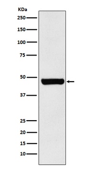 HSC70 Interacting Protein HIP Rabbit Monoclonal Antibody