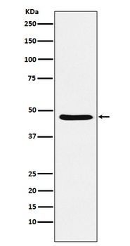 Anti-Dopamine Receptor D3 Rabbit Monoclonal Antibody
