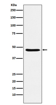 Dopamine Receptor D3 Rabbit Monoclonal Antibody