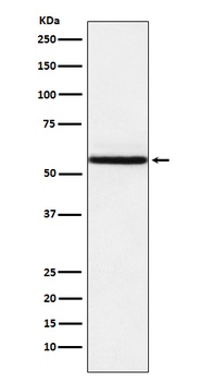 NR1D1 Rabbit Monoclonal Antibody