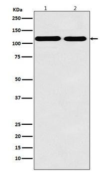Matrin 3 Rabbit Monoclonal Antibody