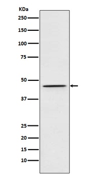 DEK Rabbit Monoclonal Antibody