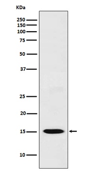 Anti-CXCL11 Rabbit Monoclonal Antibody