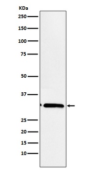 Anti-EB3 Rabbit Monoclonal Antibody