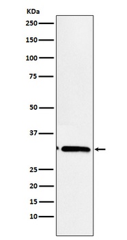 EB3 Rabbit Monoclonal Antibody