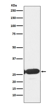 Anti-ERp29 Rabbit Monoclonal Antibody