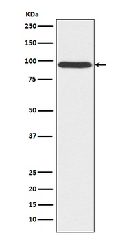 Anti-Gephyrin Rabbit Monoclonal Antibody