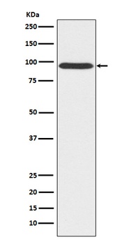 Gephyrin Rabbit Monoclonal Antibody