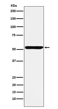Anti-Nuf2 Rabbit Monoclonal Antibody