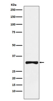 Anti-RYBP Rabbit Monoclonal Antibody