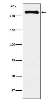 Anti-USP9x Rabbit Monoclonal Antibody