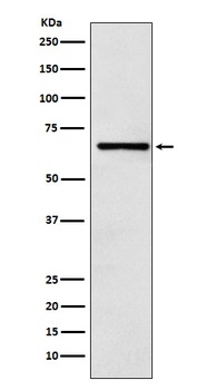 Anti-CoREST Rabbit Monoclonal Antibody