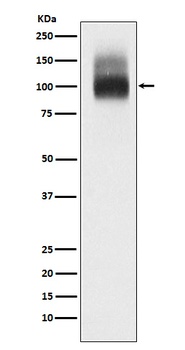SLC4A1/CD233/Band 3 Rabbit Monoclonal Antibody