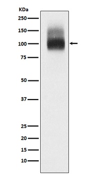 Anti-SLC4A1/CD233/Band 3 Rabbit Monoclonal Antibody