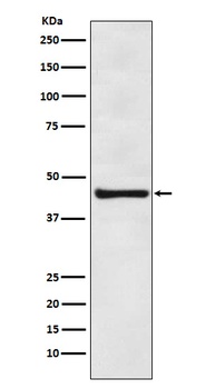 Anti-eIF4A3 Rabbit Monoclonal Antibody